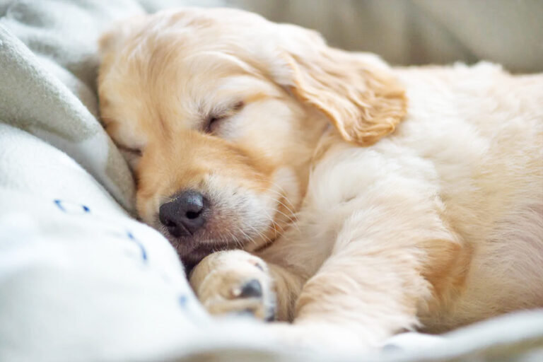 How Much Do Puppies Sleep – What You Should Expect